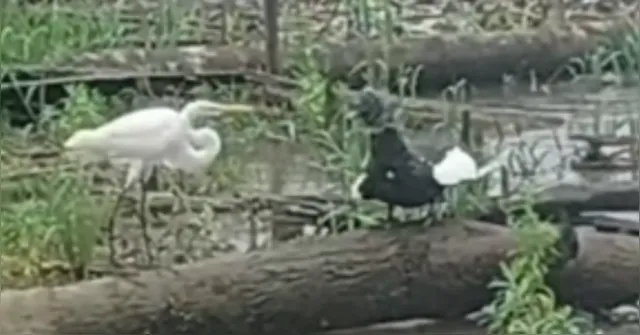 Imagem ilustrativa da notícia Vídeo: briga entre pato e garça termina em morte sangrenta