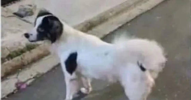 Imagem ilustrativa da notícia Cão desaparece em Belém e família oferece recompensa