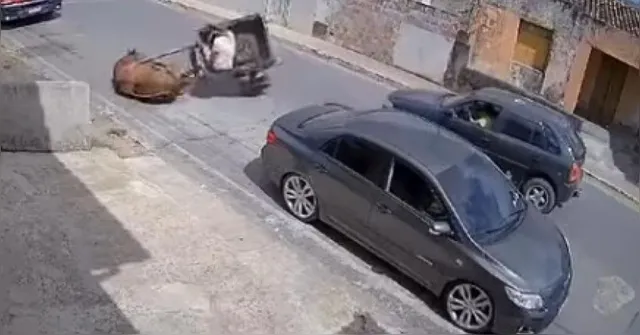 Imagem ilustrativa da notícia Vídeo: cavalo cai no chão ao tentar puxar carroça e carro