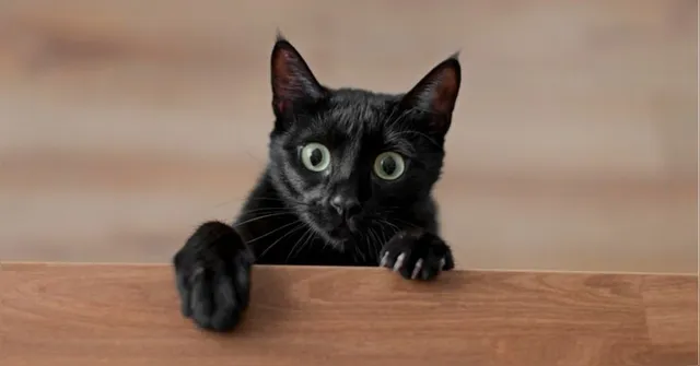Imagem ilustrativa da notícia Gato volta vivo para casa quatro dias depois de cremado