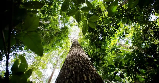 Imagem ilustrativa da notícia Chefe da ONU critica resultado do acordo climático na COP 29