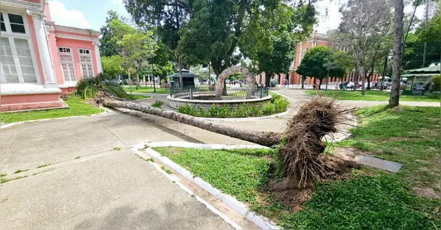 Imagem ilustrativa da notícia Ventania derruba árvore na Praça da República