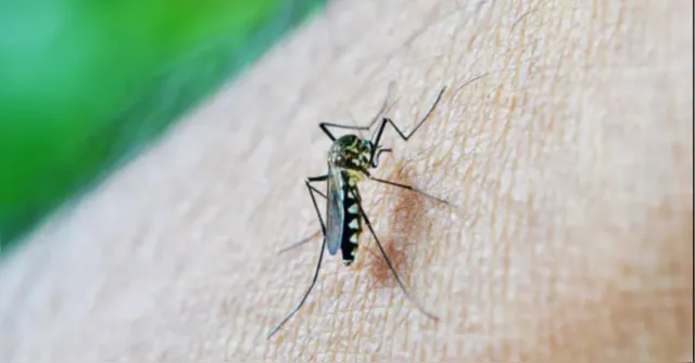 Imagem ilustrativa da notícia Casos de dengue em 2024 passam de 6 milhões
