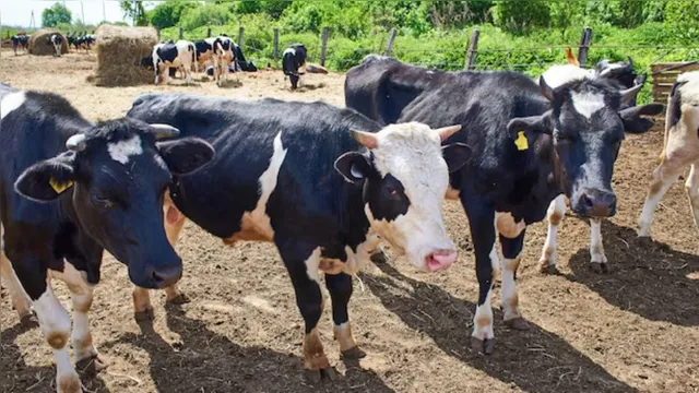 Imagem ilustrativa da notícia Homem leva coice e morre após tentar estuprar uma vaca