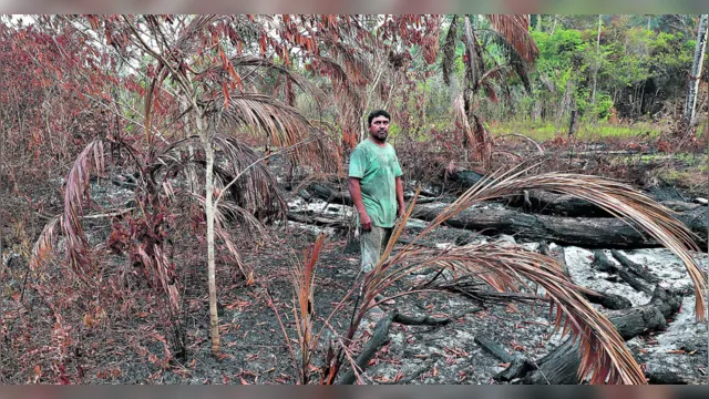 Imagem ilustrativa da notícia Incêndios florestais castigam Mosqueiro