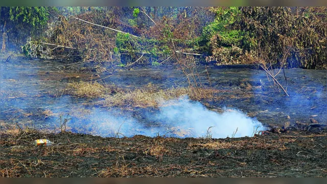 Imagem ilustrativa da notícia Após fogo atingir casas, focos de incêndio causam temor em Belém 