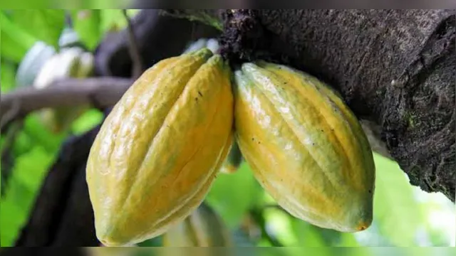 Imagem ilustrativa da notícia Cacau do Pará vai ao Chocolat Portugal e Salão de Paris