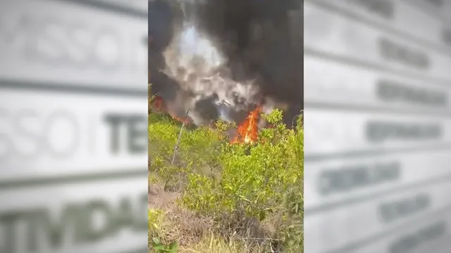 Imagem ilustrativa da notícia Ao menos 70 animais morrem em incêndio no Oeste do Pará