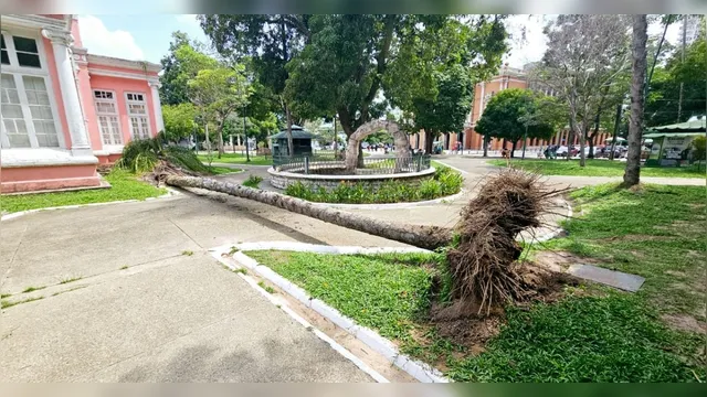 Imagem ilustrativa da notícia Ventania derruba árvore na Praça da República