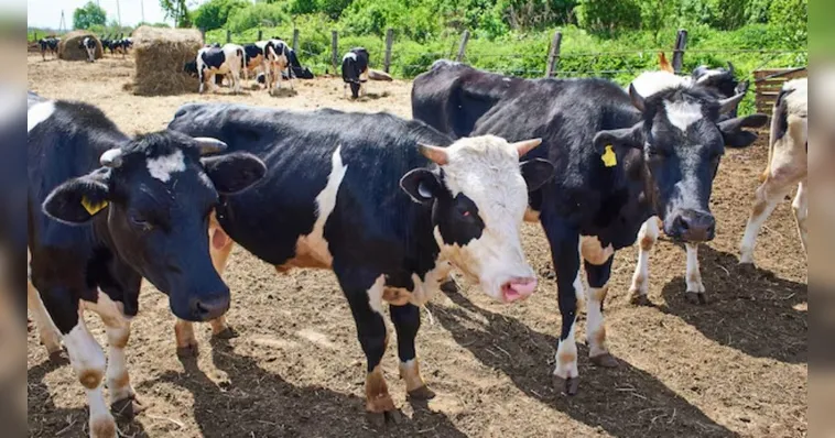 Imagem ilustrativa da notícia Homem leva coice e morre após tentar estuprar uma vaca