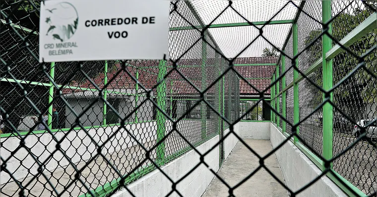 Imagem ilustrativa da notícia Petrobras implanta base para tratar fauna marinha em Belém