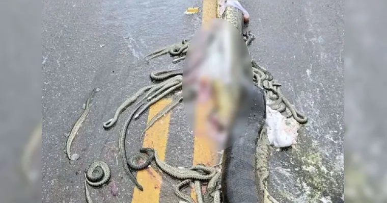 Imagem ilustrativa da notícia Sucuri grávida é atropelada e filhotes ficam espalhados em rodovia 
