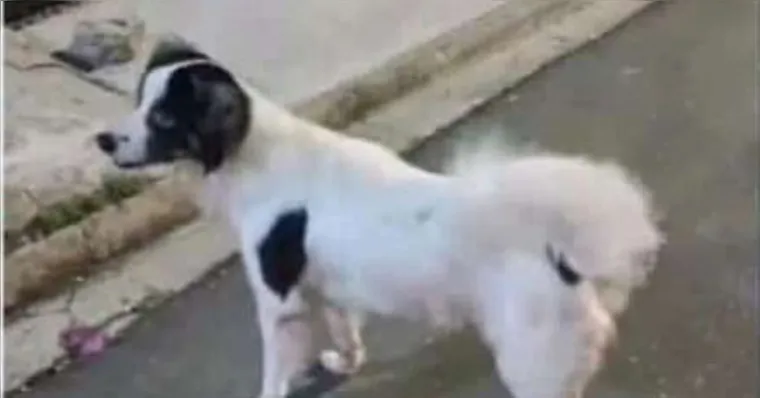 Imagem ilustrativa da notícia Cão desaparece em Belém e família oferece recompensa