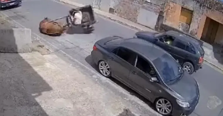 Imagem ilustrativa da notícia Vídeo: cavalo cai no chão ao tentar puxar carroça e carro