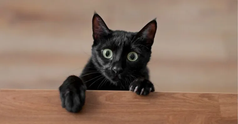 Imagem ilustrativa da notícia Gato volta vivo para casa quatro dias depois de cremado