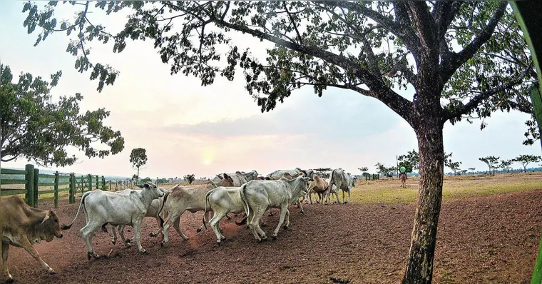 Imagem ilustrativa da notícia Agronegócio entra na luta contra mudanças climáticas