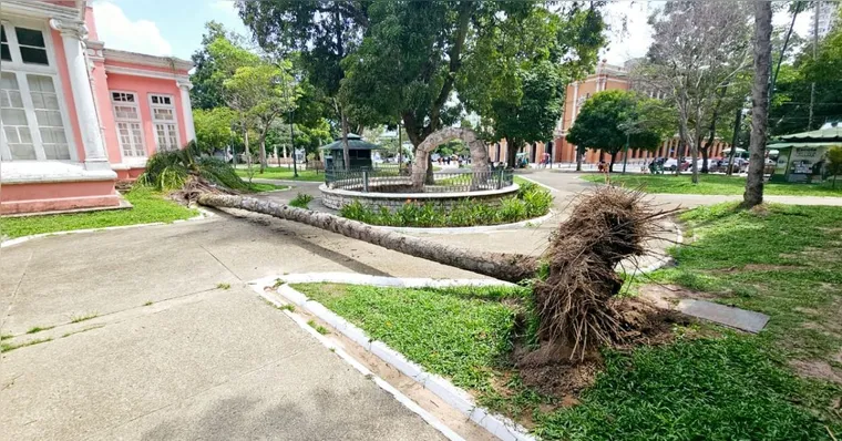 Imagem ilustrativa da notícia Ventania derruba árvore na Praça da República