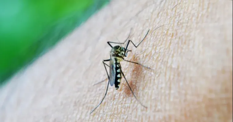 Imagem ilustrativa da notícia Casos de dengue em 2024 passam de 6 milhões