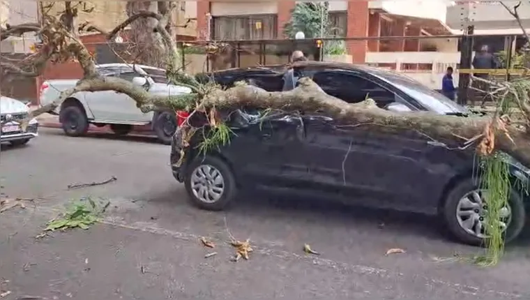 Imagem ilustrativa da notícia Queda de galho de árvore destrói parcialmente carro em Belém