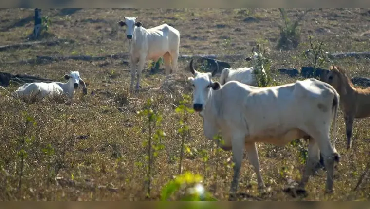 Imagem ilustrativa da notícia Idoso de 79 anos morre após ser atacado por vaca em PE