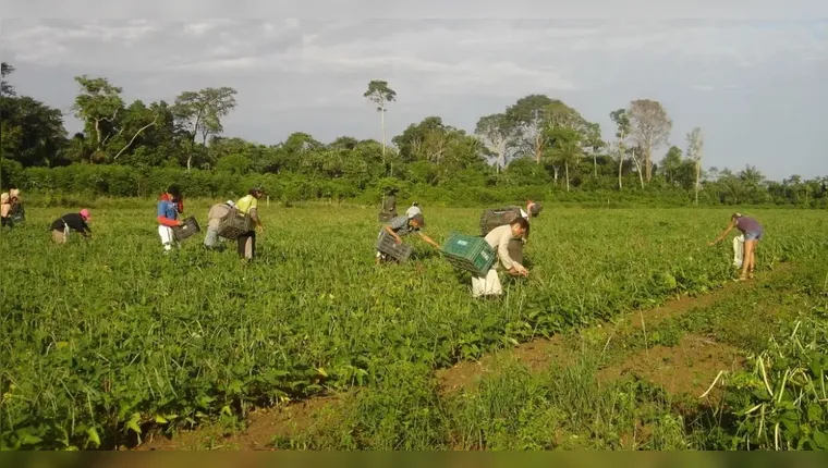 Imagem ilustrativa da notícia Sancionada! Lei autoriza R$ 500 mi para agricultura familiar