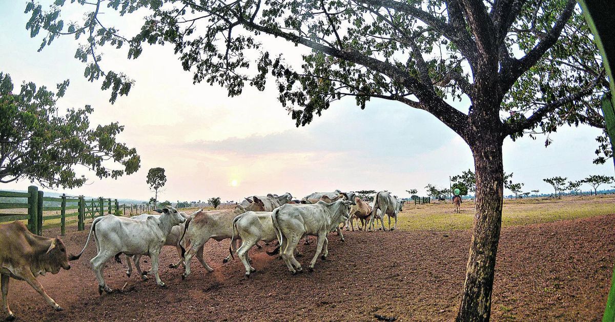 Visão estratégica do setor é de contribuir na redução das emissões de gases de efeito estufa com maior eficiência e sustentabilidade na produção no brasil e também no mundo