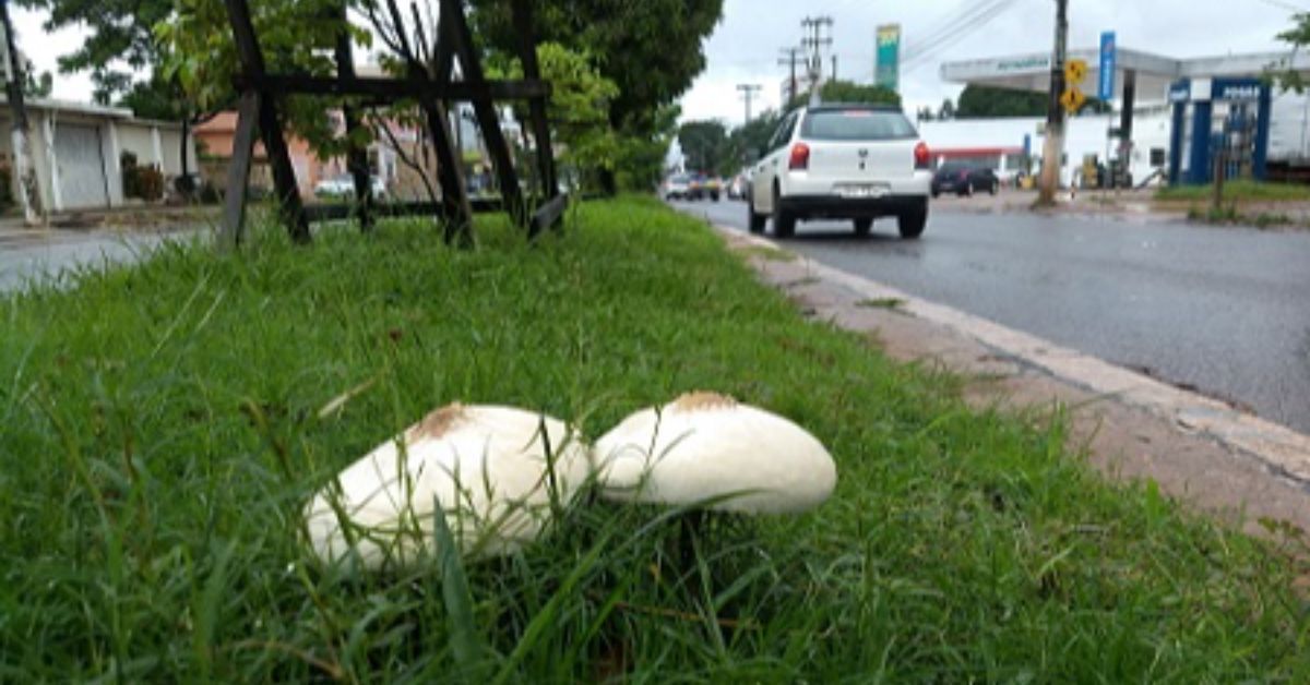 Pesquisadores da Ufopa identificam cogumelo tóxico em Santarém, alertando sobre riscos de intoxicação e importância ecológica.