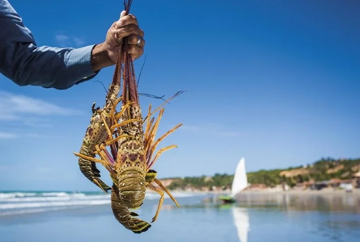 Lagosta é uma das iguarias encontradas em restaurantes no país, sobretudo os localizados em praias e regiões costeiras