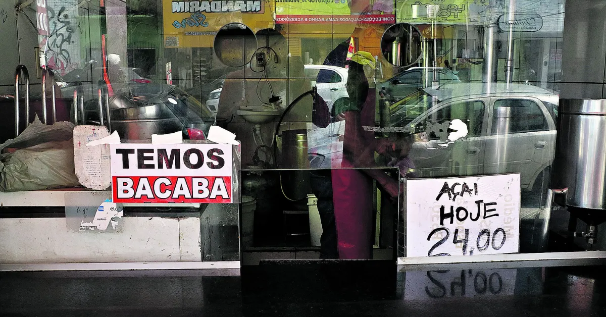 Imagem ilustrativa da notícia: Gosta de bacaba? Fruta custa menos que o açaí e é disputada