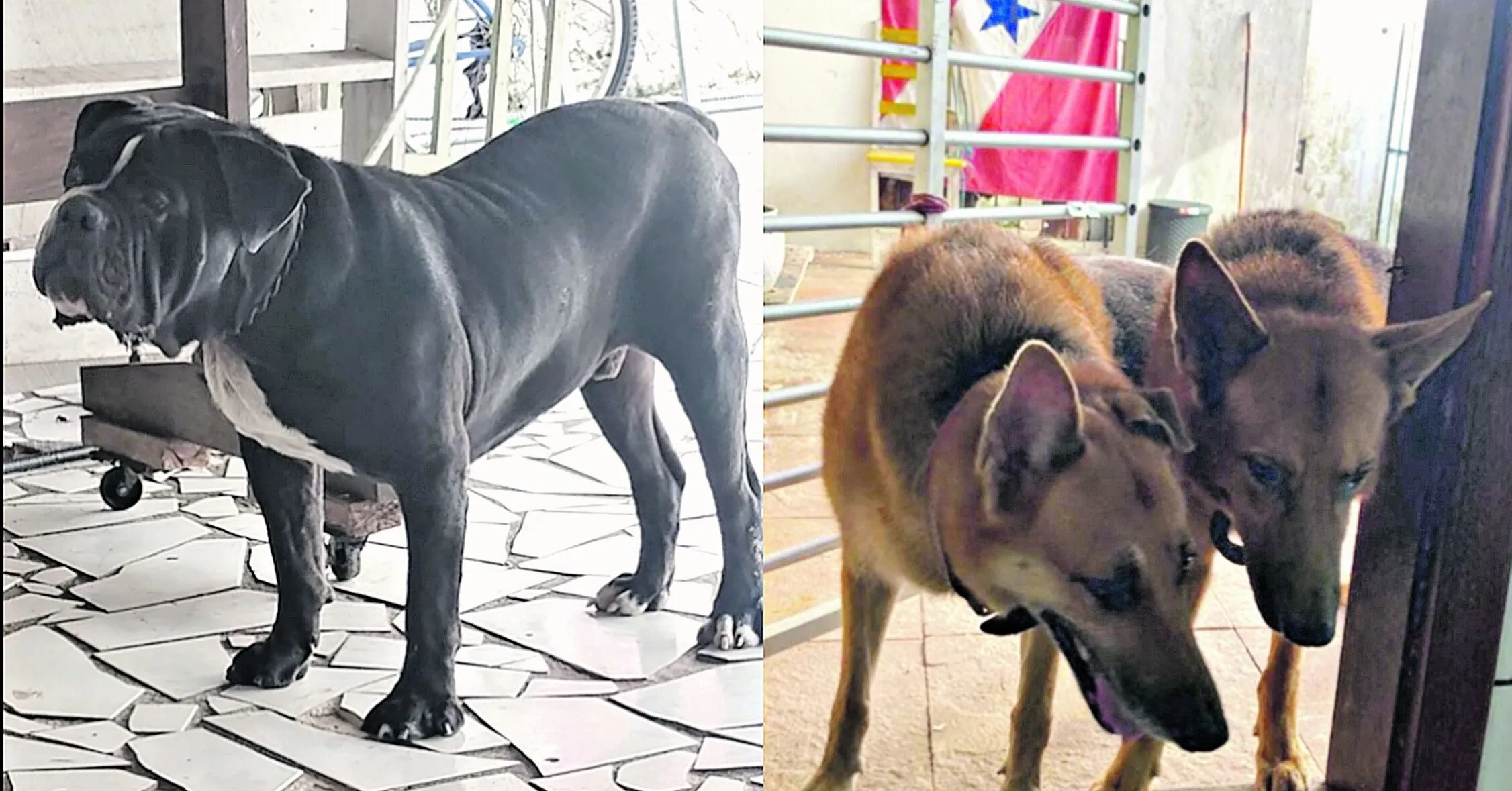 O buldogue Bruce e os pastores-alemães Thor e Kira estavam sob responsabilidade de uma empresa especializada nesse tipo de transporte.