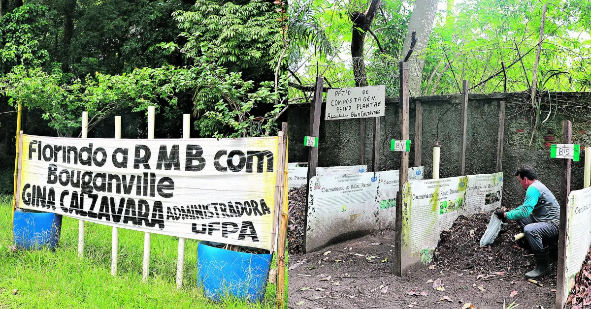 Espaço na UFPA garante o plantio e a distribuição dos bouganvilles para quem solicitar.