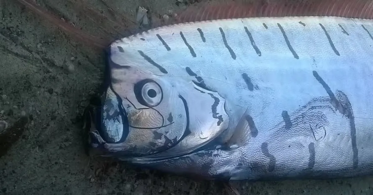 Com o corpo no formato de fita, peixe-remo virou sinônimo de mau presságio por causa de uma lenda japonesa.