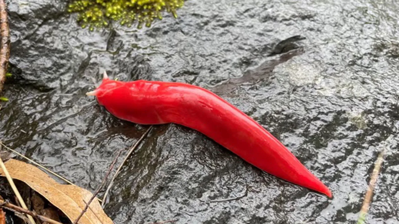 A lesma kaputar (Triboniophorus aff. graeffei) espécie endêmica encontrada no vulcão extinto no Parque Nacional Mount Kaputar, na Austrália