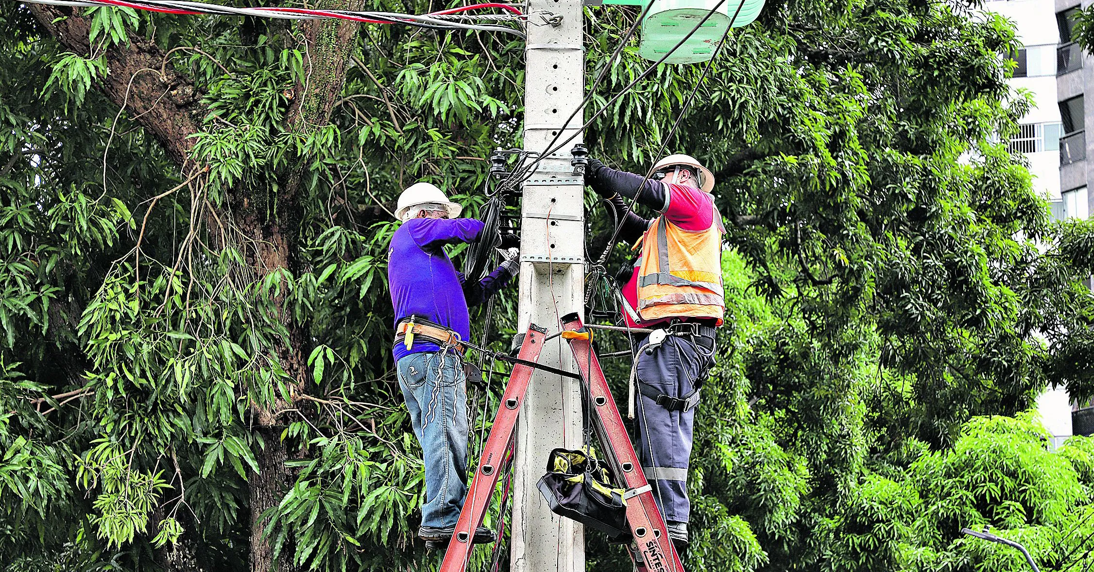 Acidentes com quedas de árvore têm provocado transtornos como desligamento da rede elétrica.