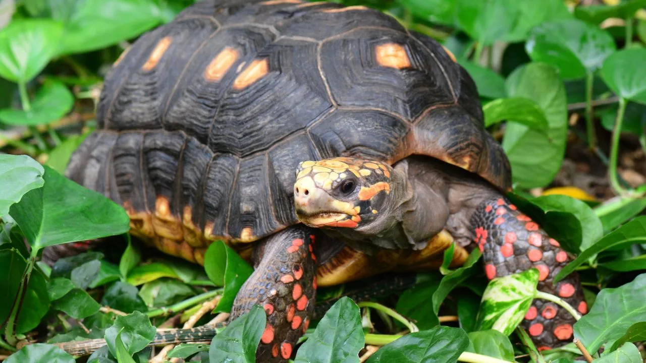 Jabuti Piranga(Chelonoidis carbonaria), espécie comum nas matas brasileira que pode ultrapassar os 100 anos.