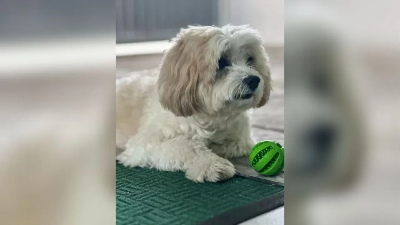 Esse caso, ainda em tramitação, pode trazer novas reflexões sobre a legislação brasileira em relação ao tratamento jurídico dos animais.