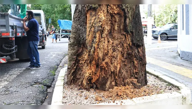 Árvores com risco de queda recebem atenção da SEMMA.