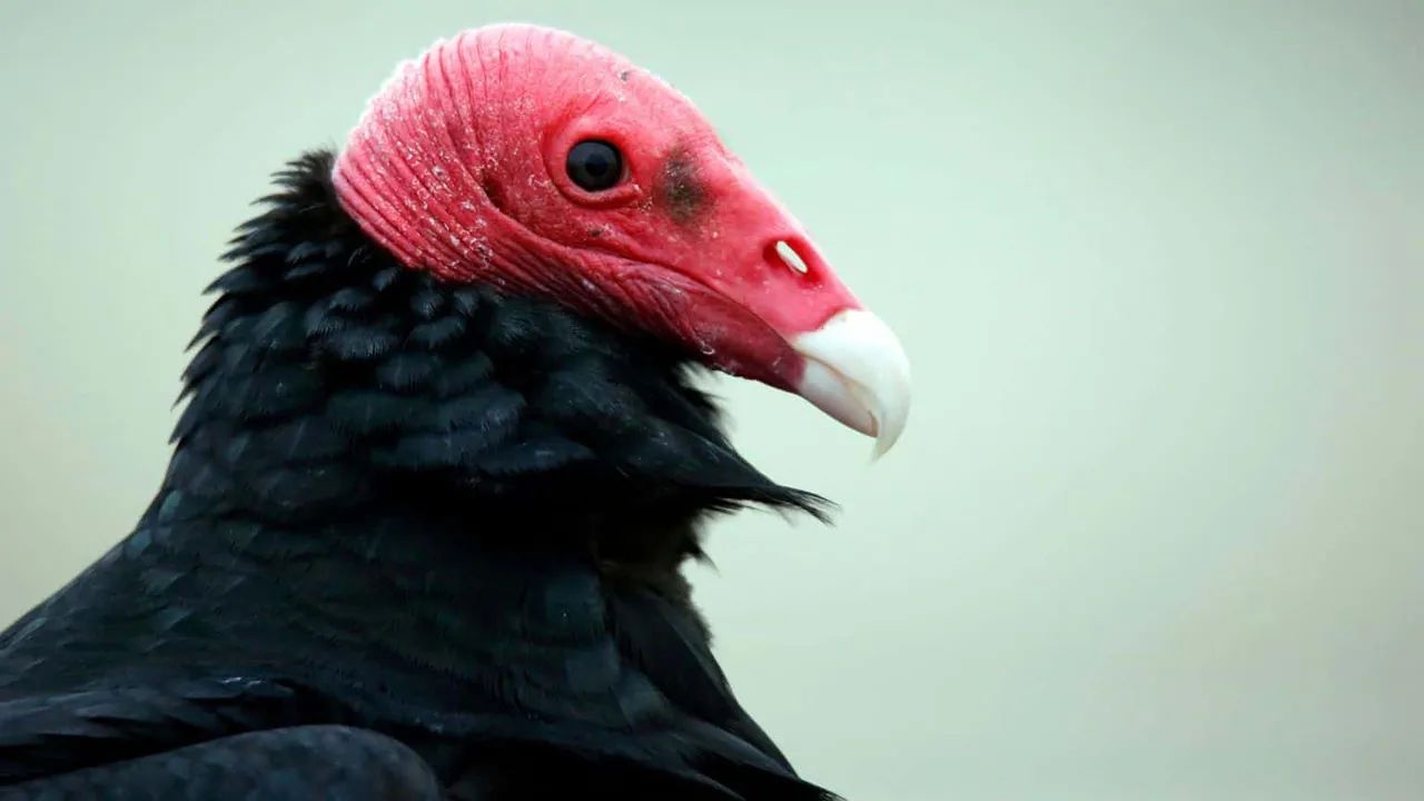 Os Cathartes aura  possui um mecanismo de defesa bem assustador