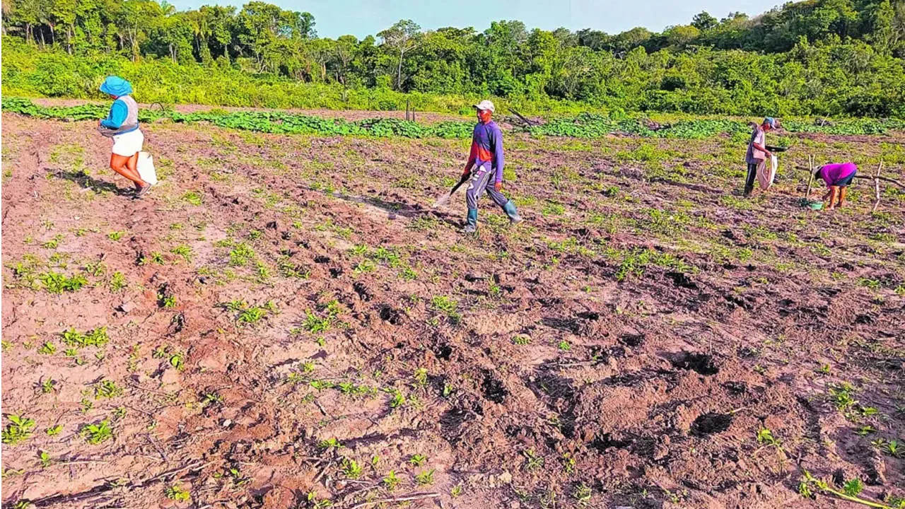 Através do sistema de Pagamentos por Serviços Ambientais, o Projeto Floresta+ Amazônia valoriza trabalhadores e trabalhadoras rurais da Amazônia Legal que preservam a floresta em suas propriedades