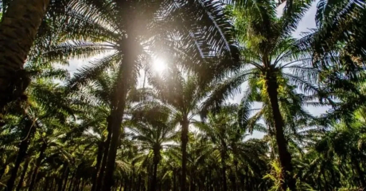 A Agropalma apoia pesquisas científicas no Pará