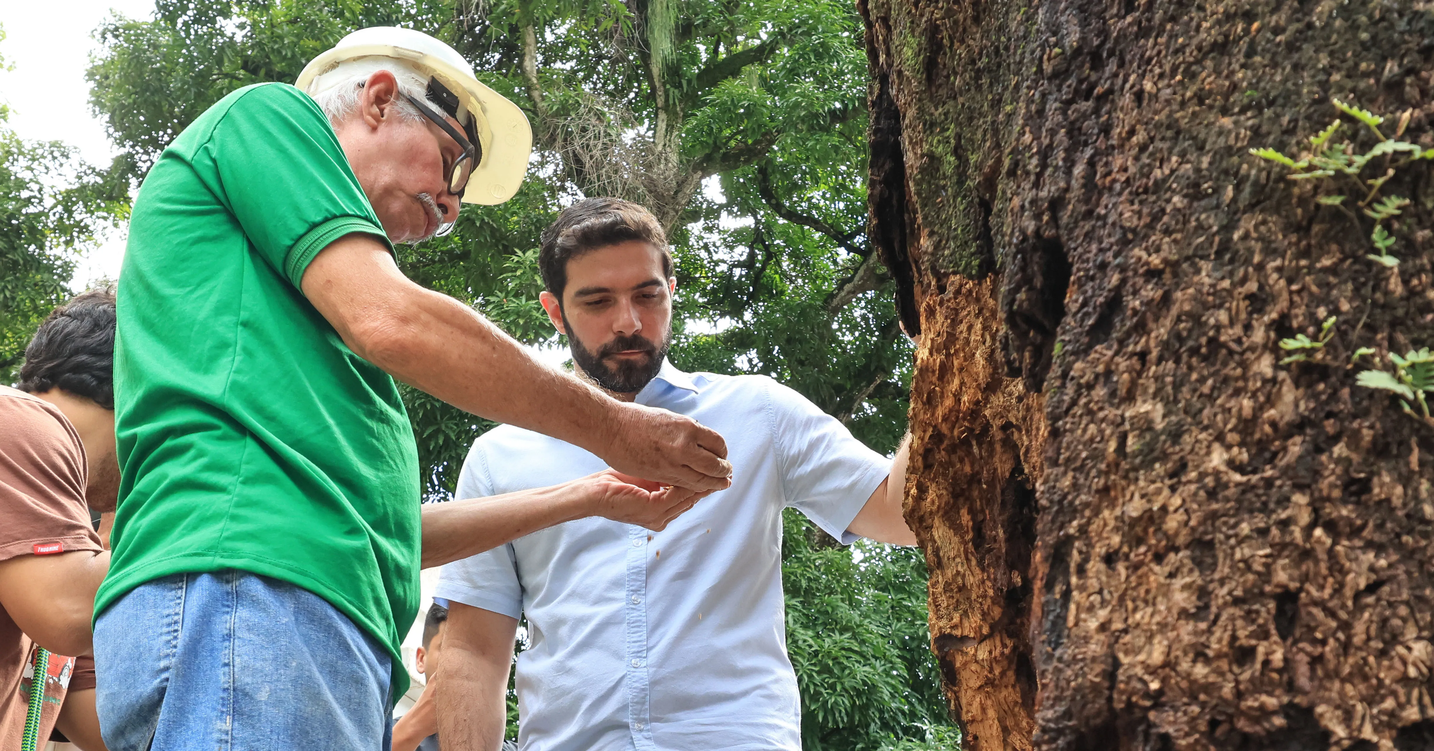 Imagem ilustrativa da notícia: Prefeitura divulga cronograma de serviços em árvores. Veja!