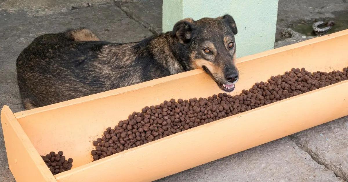 Nova lei municipal, sancionada pelo prefeito Igor Normando, garante também a aplicação de multas para quem retirar animais de condomínios de forma violenta e para quem impedir a alimentação desses animais nesses espaços.