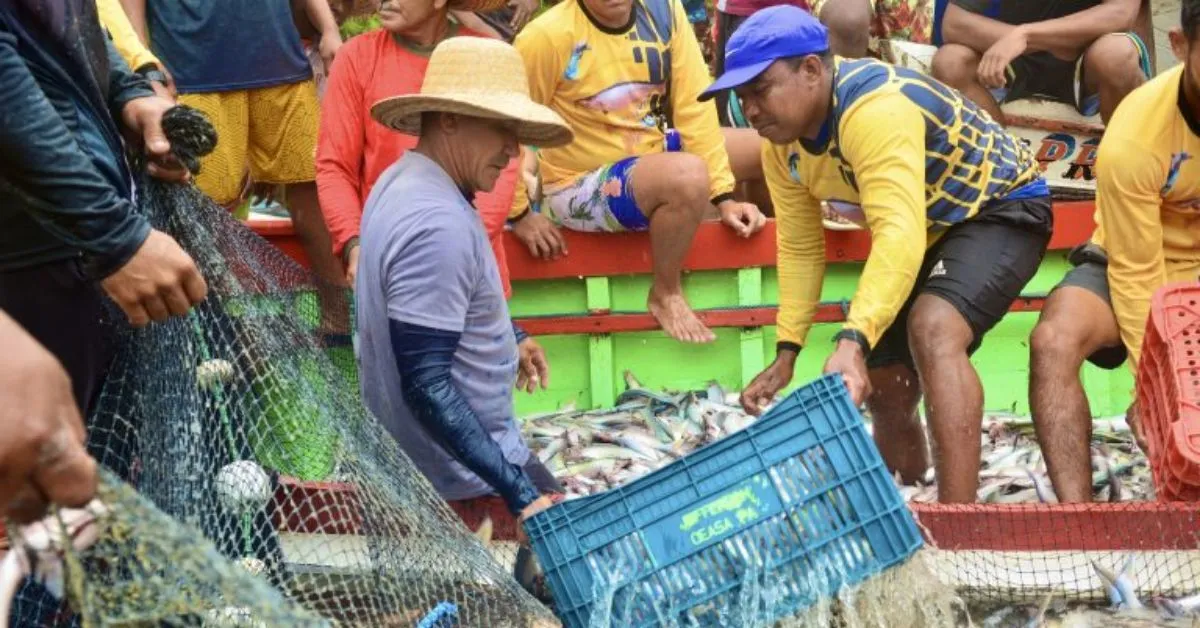 A pesca do Mapará é reconhecida como Patrimônio Cultural Imaterial do Pará.