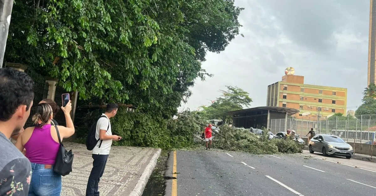 A árvore deixou o trânsito lento em frente ao bosque Rodrigues Alves, em Belém.