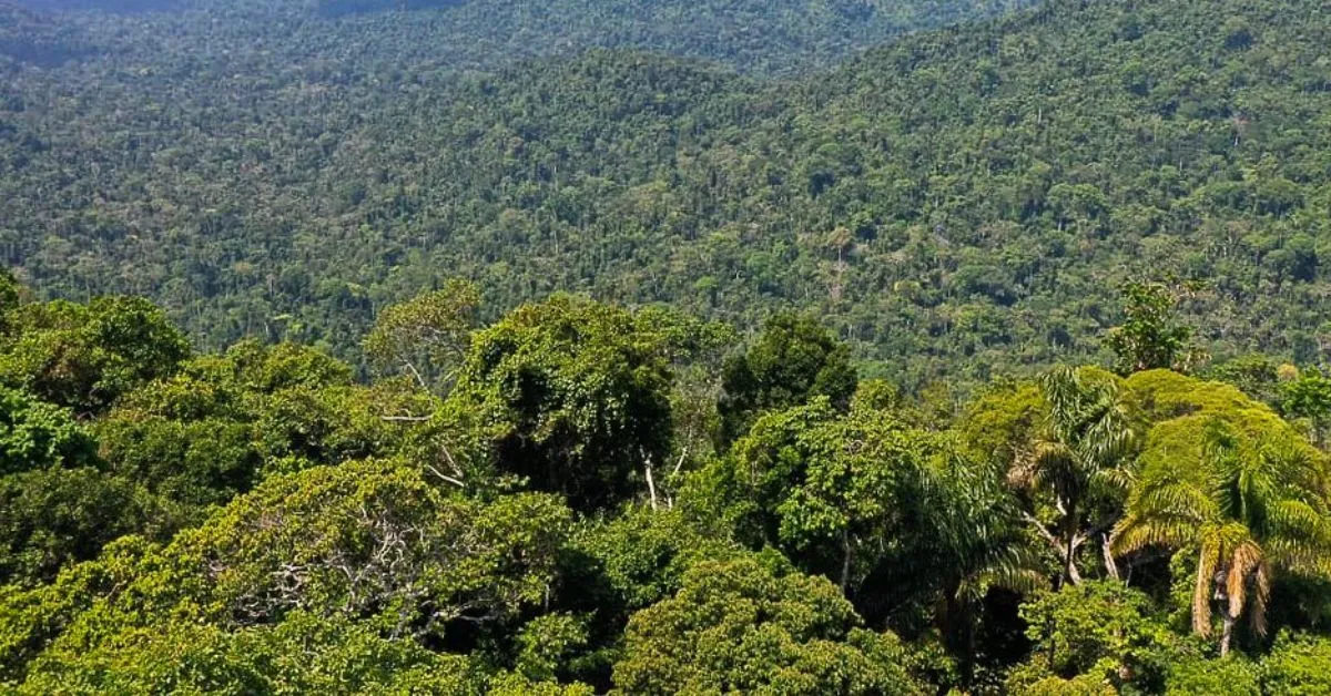 A Floresta Amazônia é considerada a maior floresta do mundo.