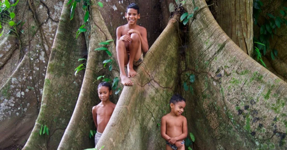 24 mudas de samaúmas serão plantadas em Belém.