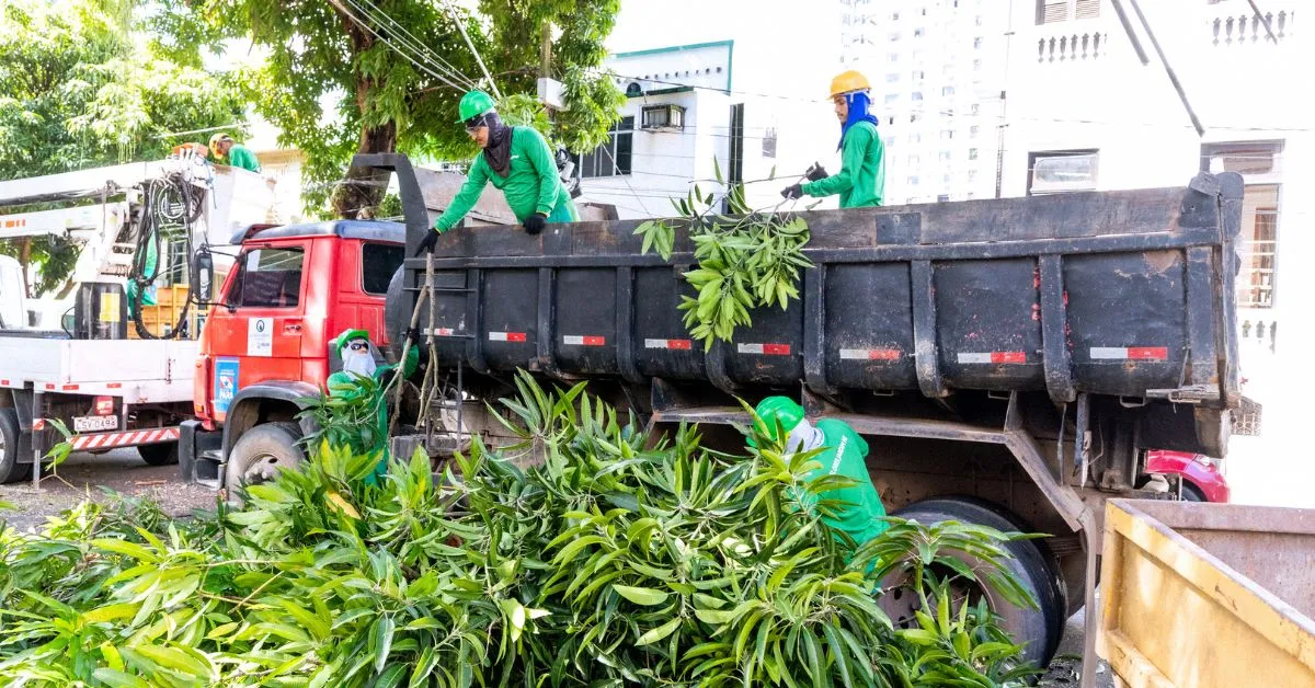 Prefeitura identificou 27 árvores com risco iminente de queda