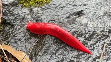 A lesma kaputar (Triboniophorus aff. graeffei) espécie endêmica encontrada no vulcão extinto no Parque Nacional Mount Kaputar, na Austrália