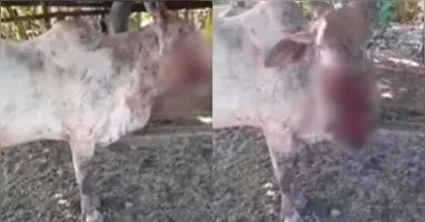 A possível mordida danificou todo o rosto do animal.