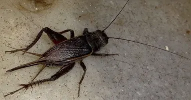 Incidência de Grilos em Belém: O Que Está Acontecendo?